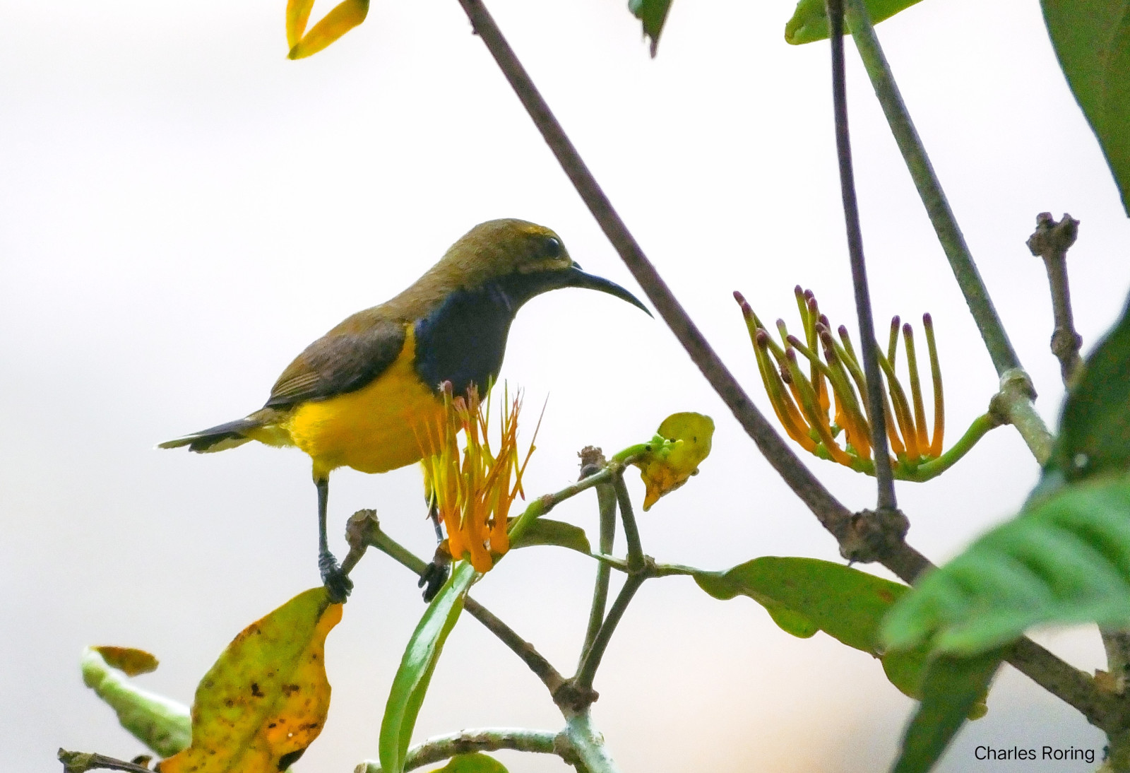 image Sahul Sunbird